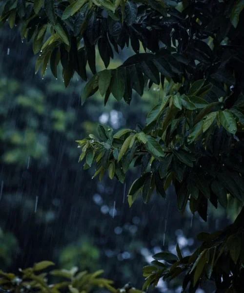 132 Rain Blessings: Fresh Wishes for a Refreshing Soul 2026